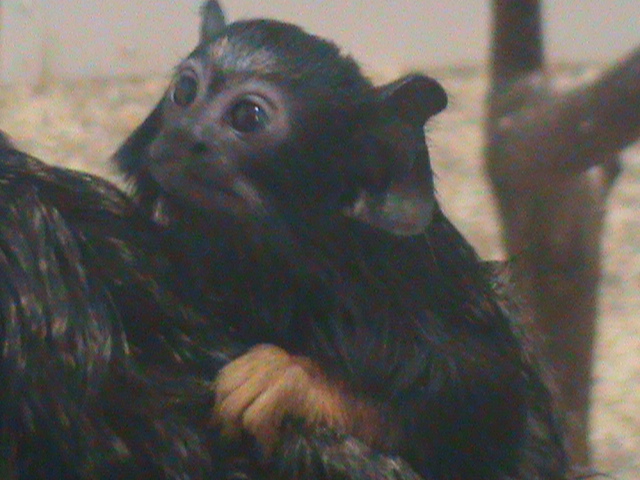 young red-handed tamarin 200211