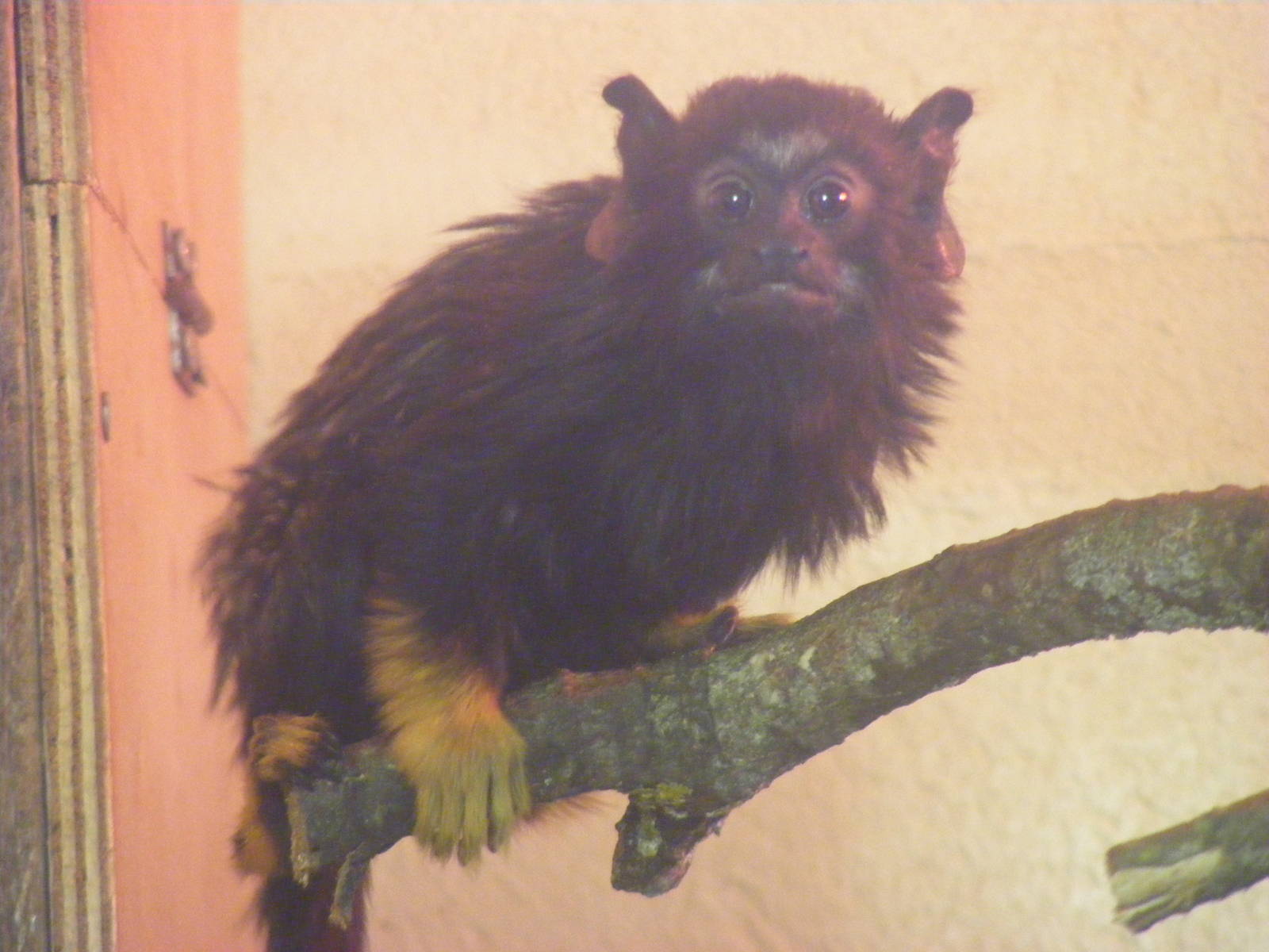 Young red handed tamarin at Cotswold Wildlife Park, 27 November 2010