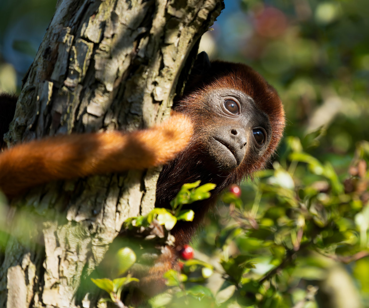 Young red howler, YWP, UK