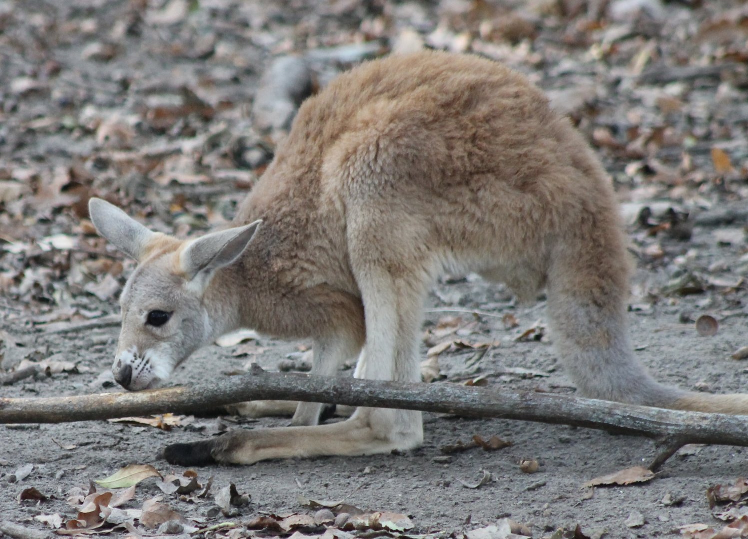 Young Red kangaroo