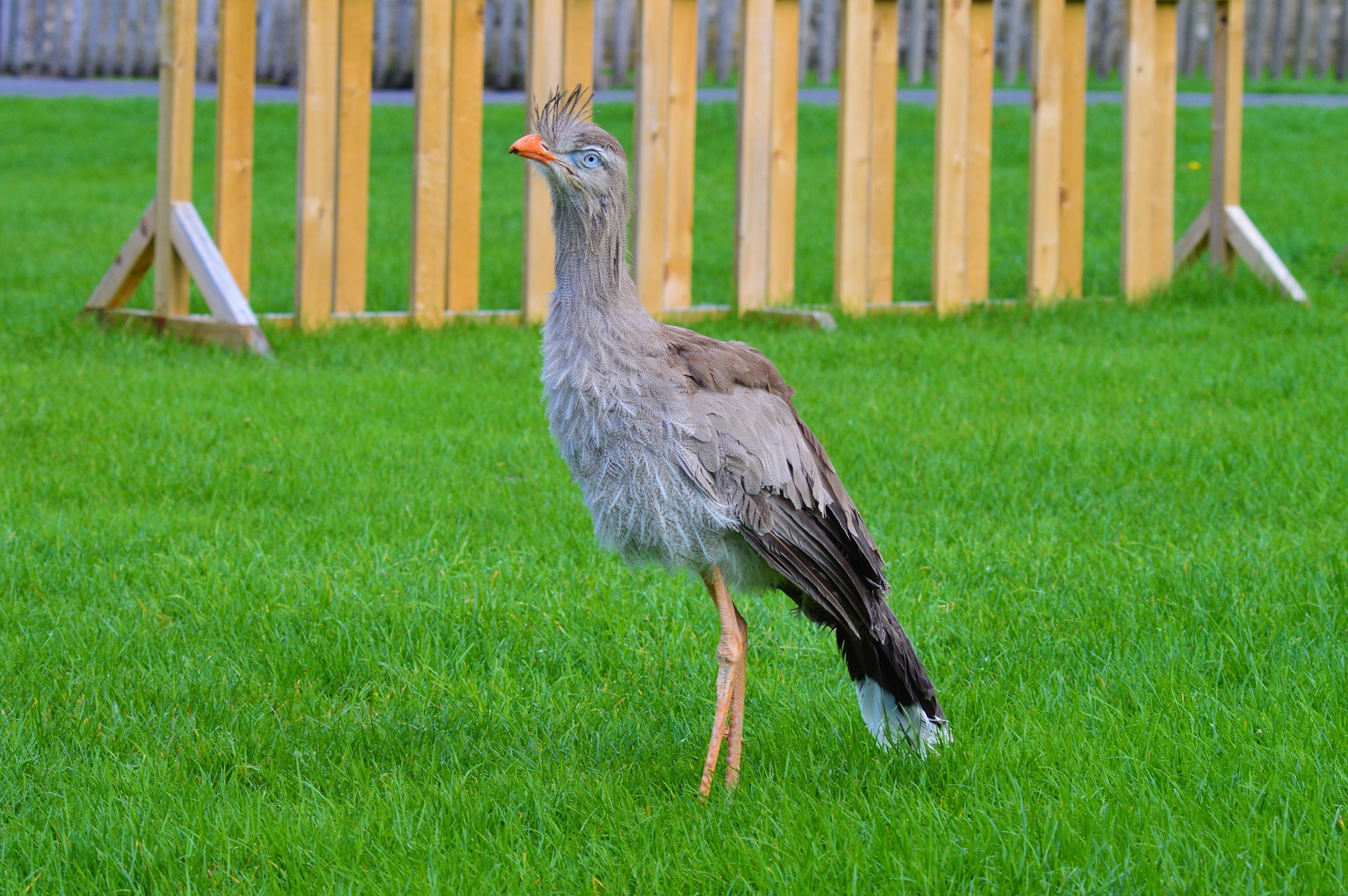 Young red-legged seriema