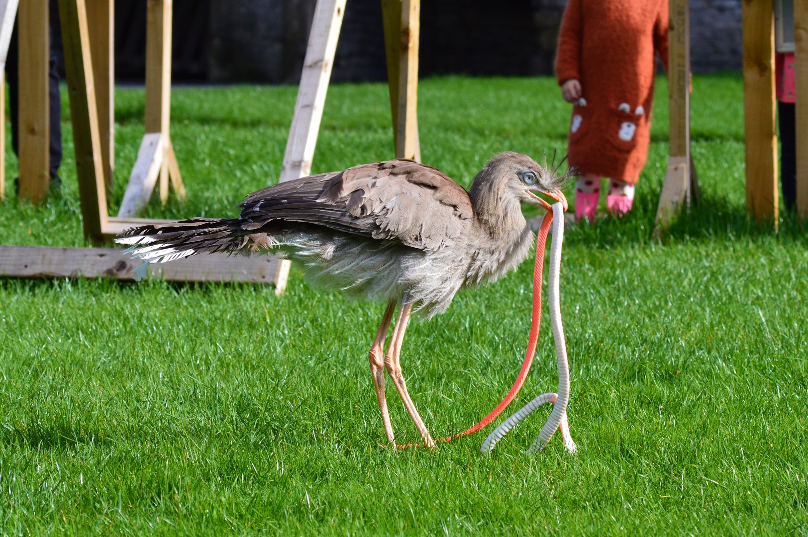 Young red-legged seriema