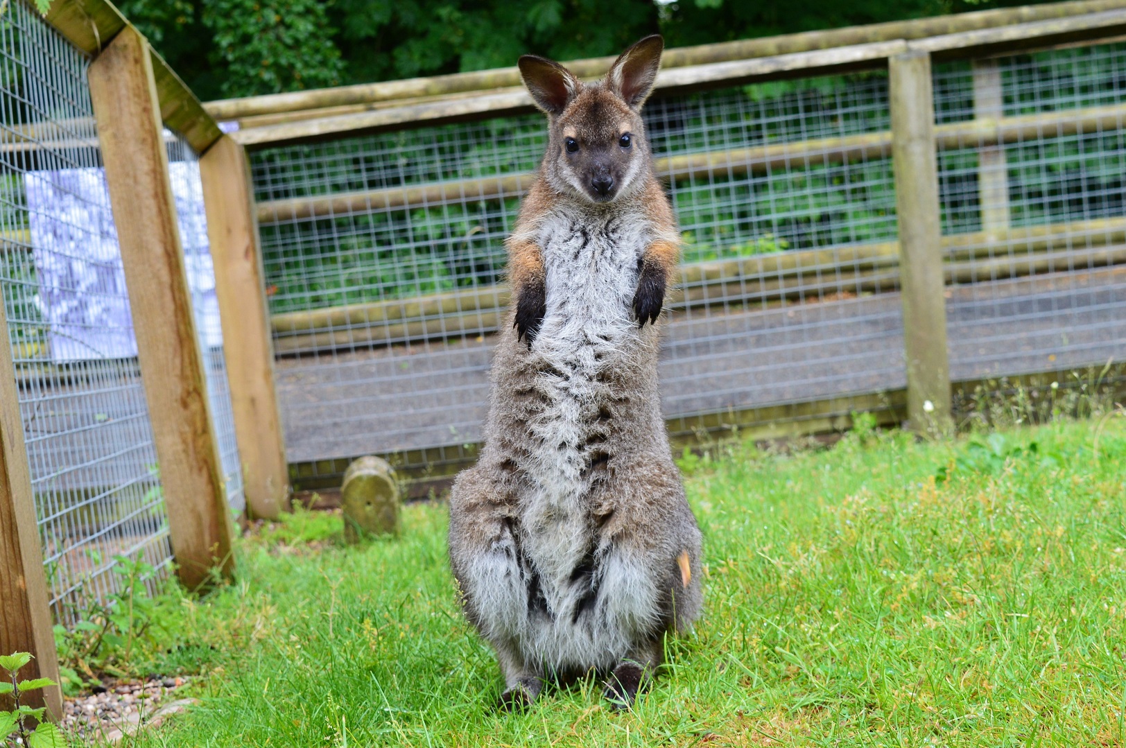 Young red-necked wallaby