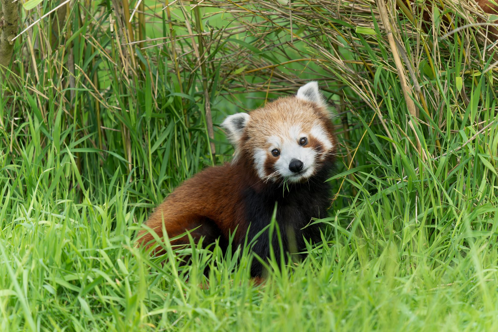 Young red panda, ZSL Whipsnade, UK