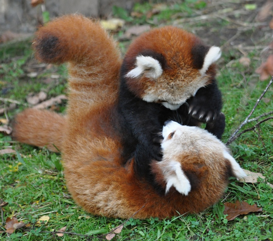 Young Red Pandas playing in Dublin Zoo