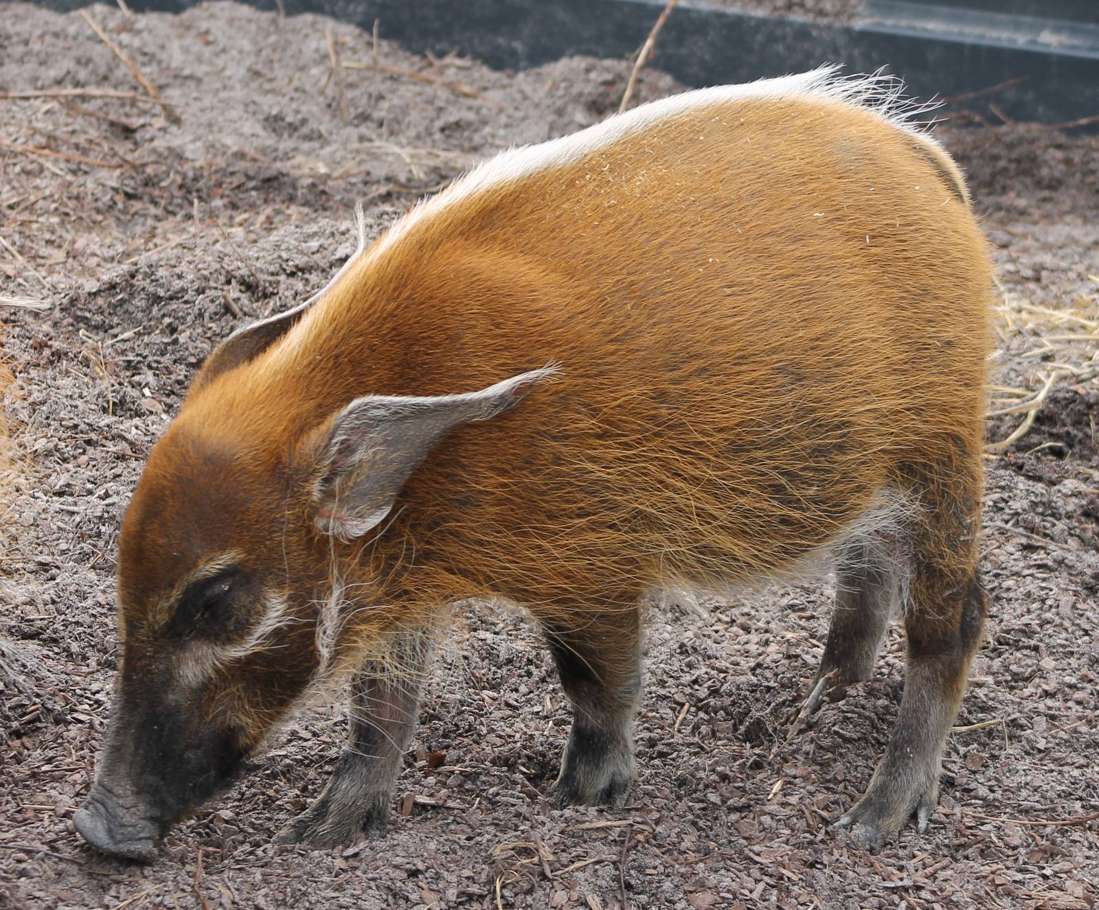 Young Red river hog