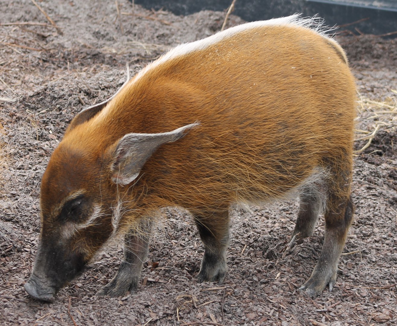 Young Red river hog