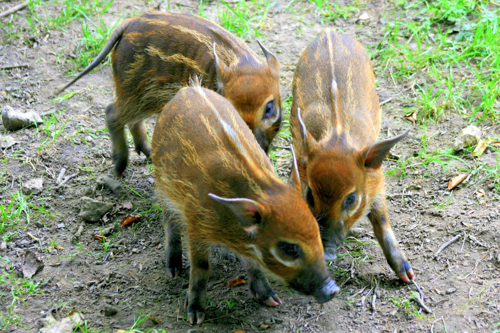 Young red river hogs;Whipsnade;27th July 2013