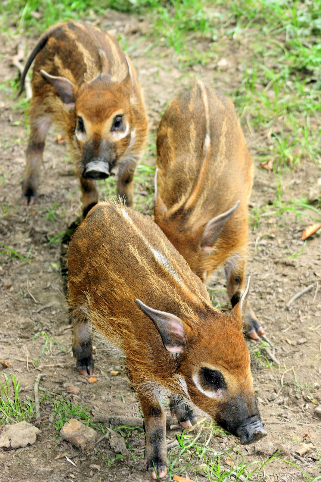 Young red river hogs;Whipsnade;27th July 2013