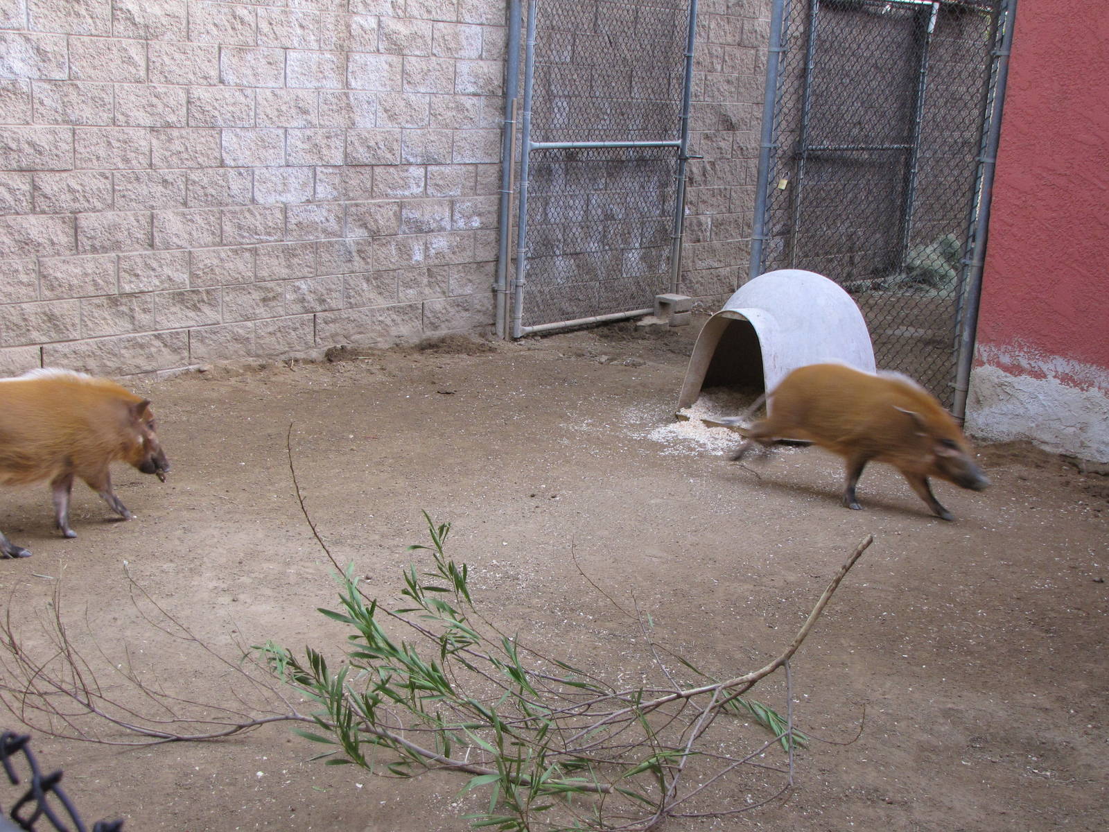 Young Red River Hogs