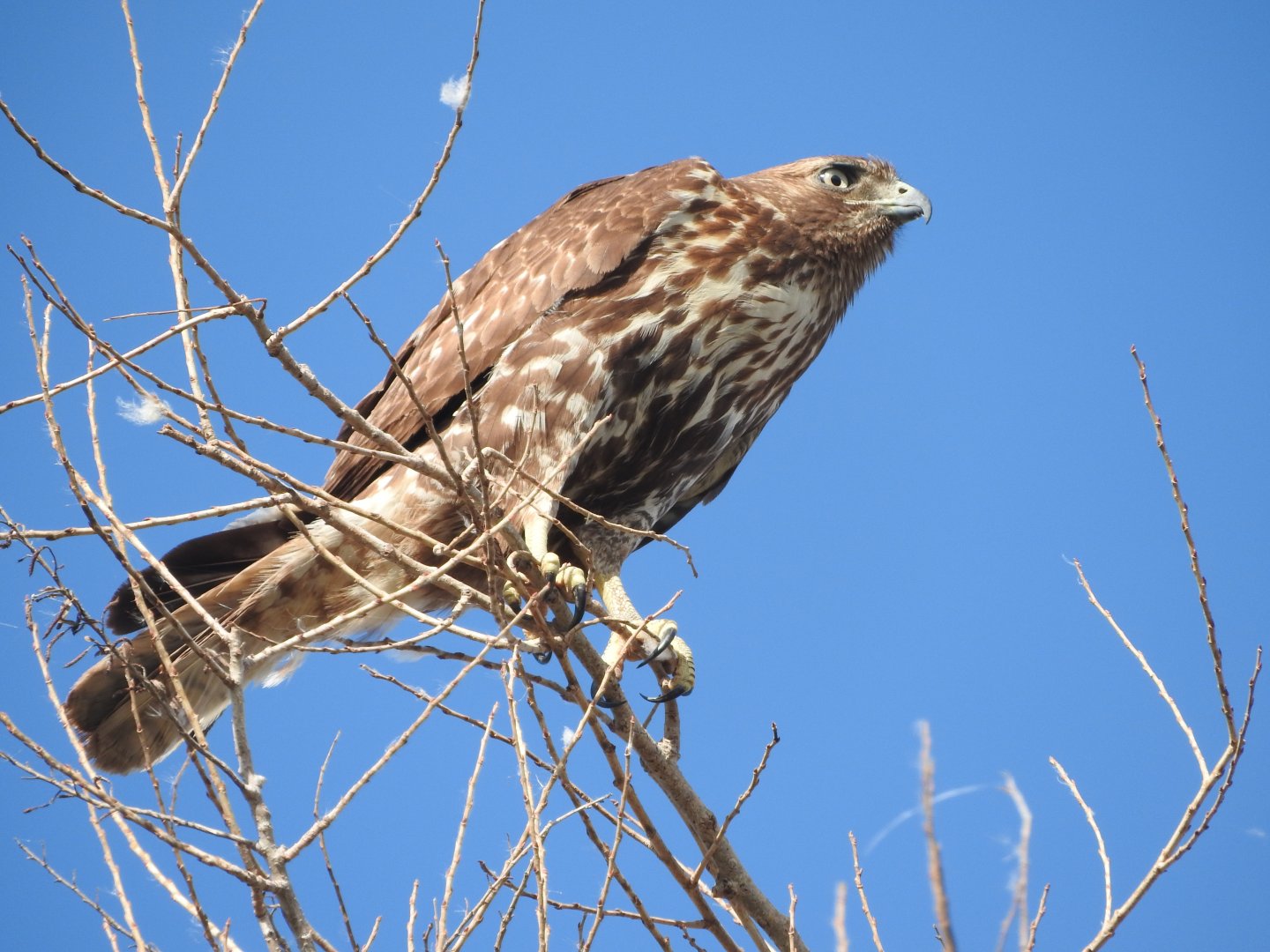 Young Red-tailed Hawk