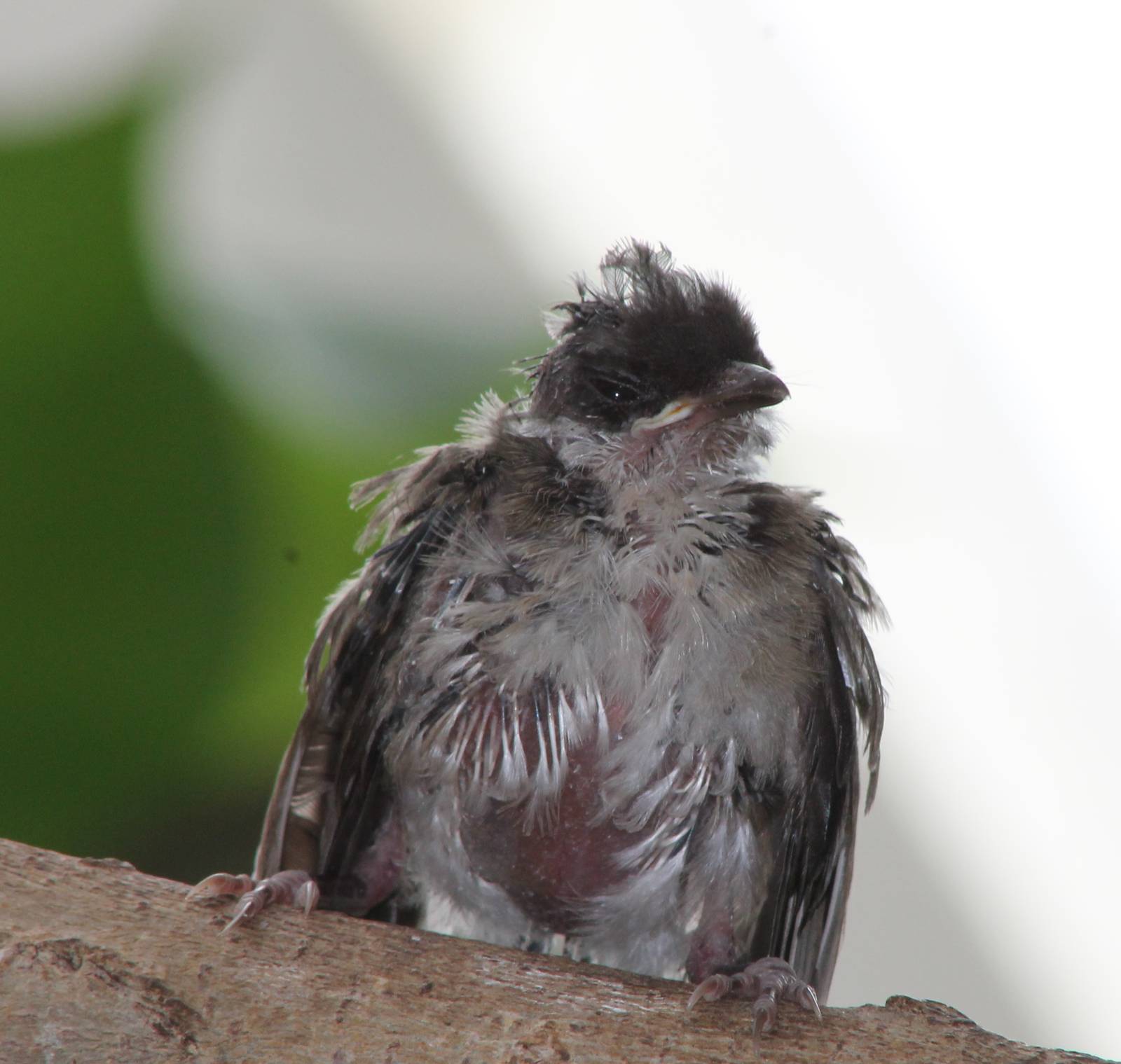 Young Red-whiskered bulbul