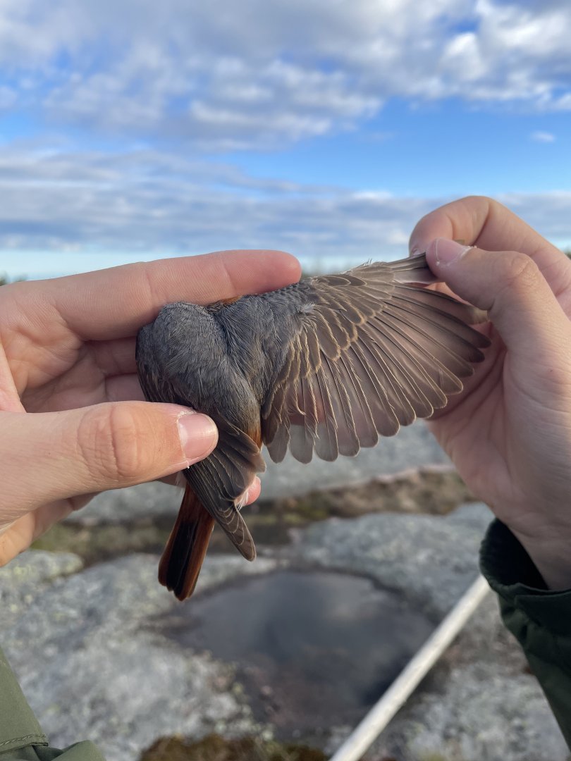 Young redstart wing