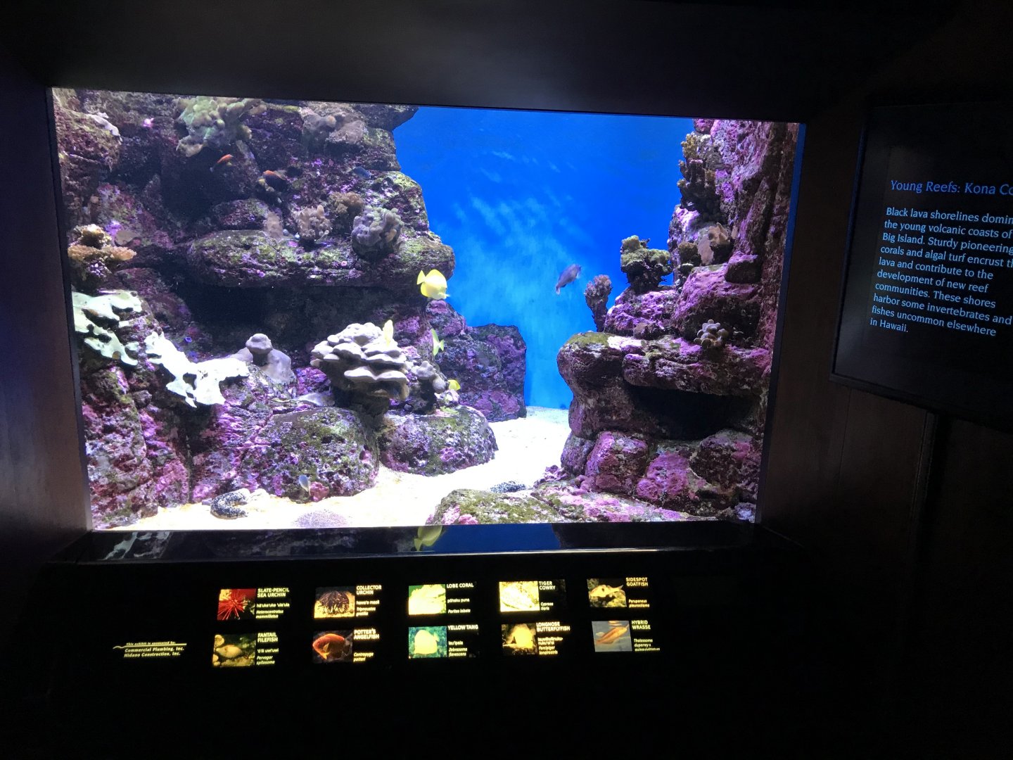 Young reef exhibit