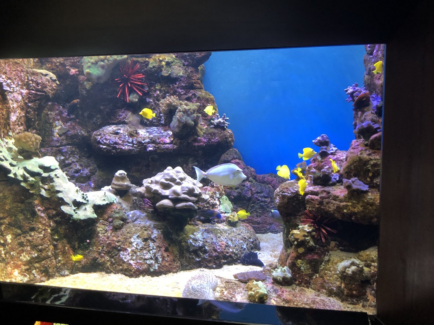 "Young Reefs: Kona Coast" Tank