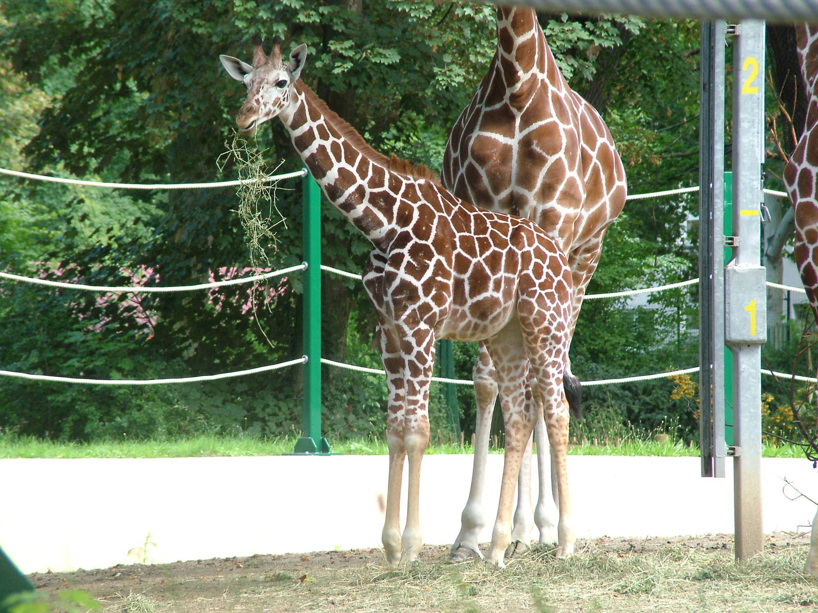 Young Reticulated Giraffe at Frankfurt 31/08/10