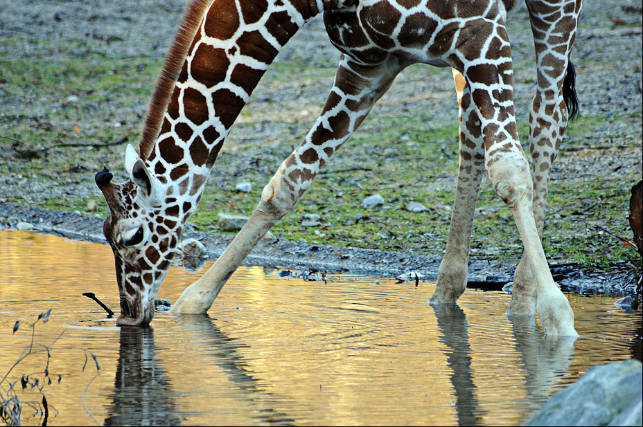Young reticulated giraffe at Hellabrunn