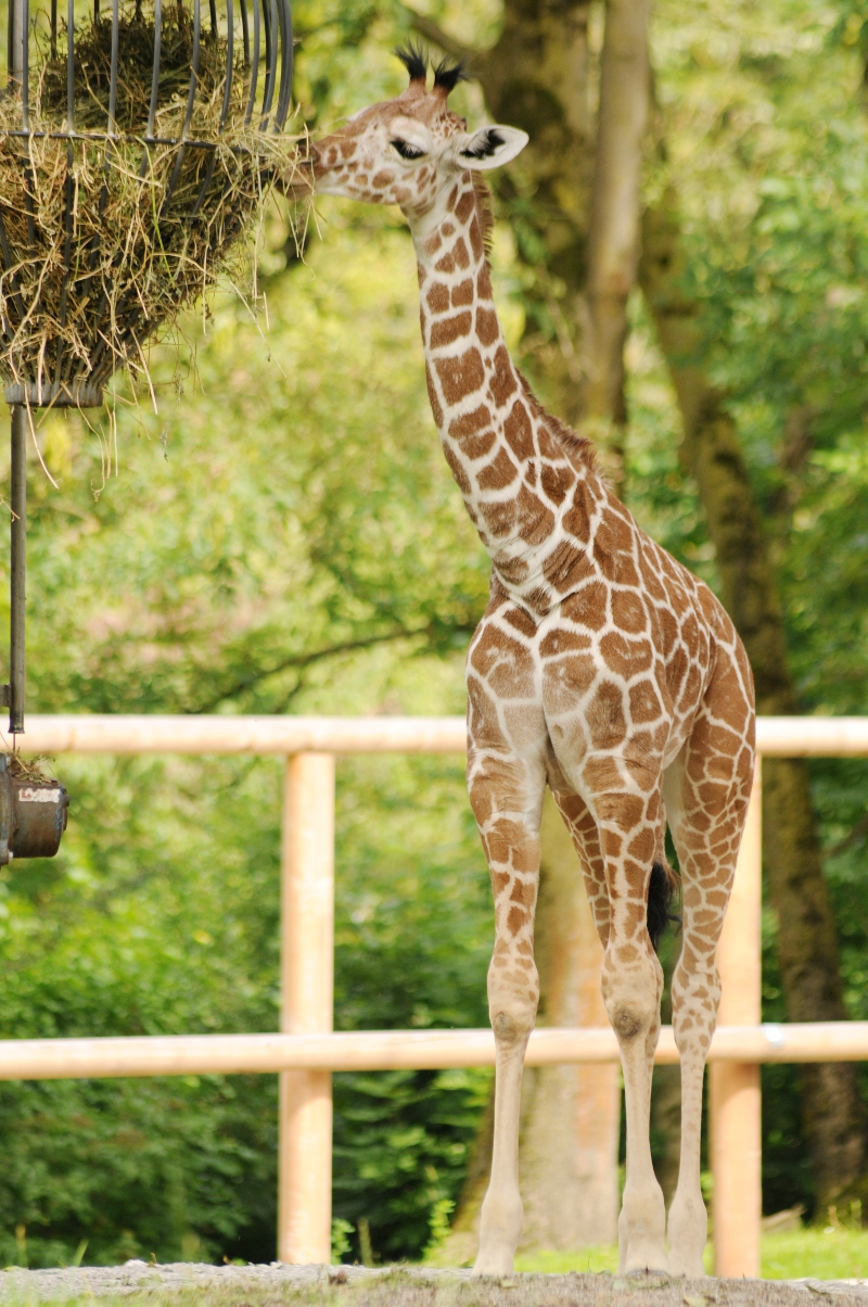 Young reticulated giraffe