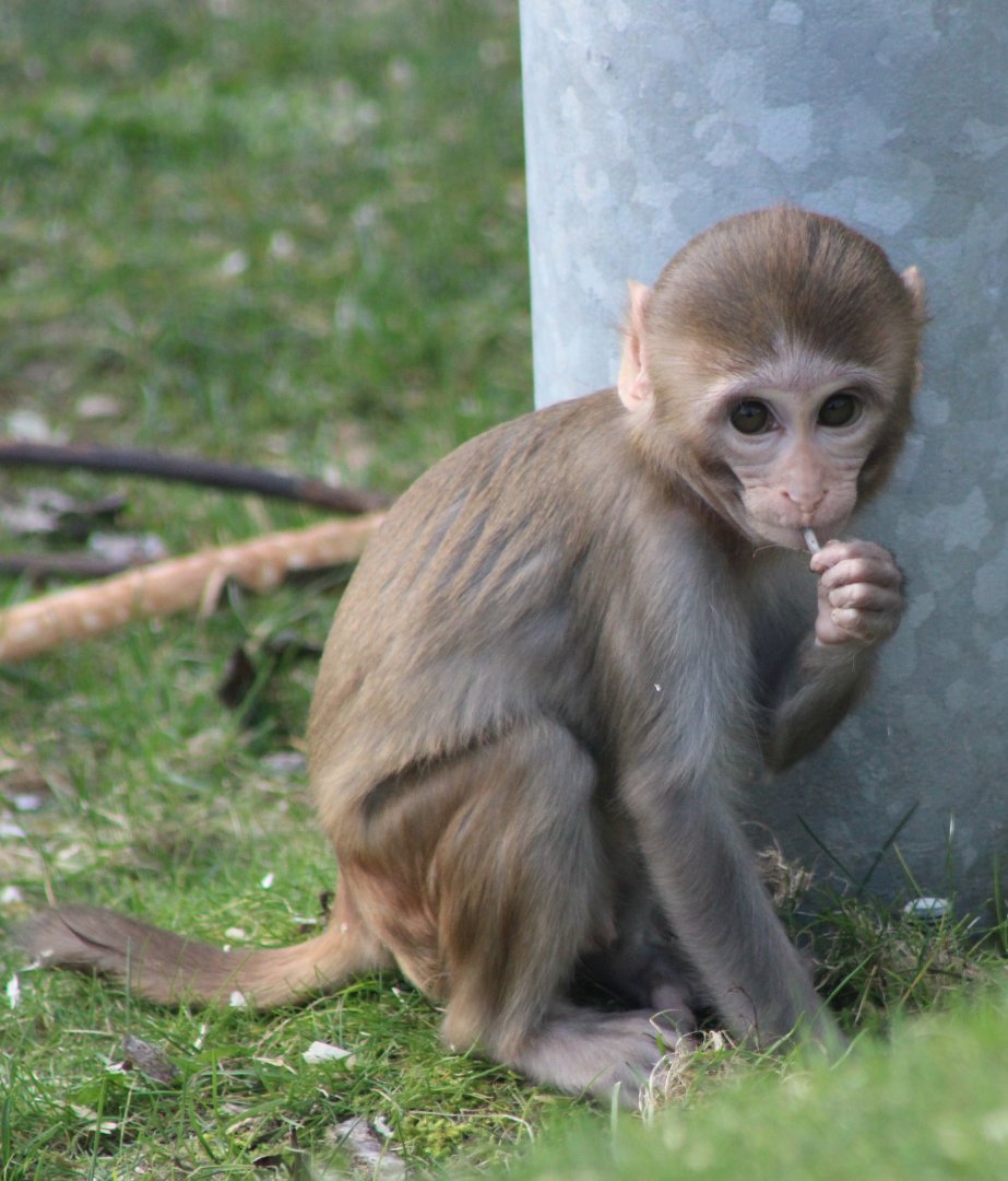 Young Rhesus macaque