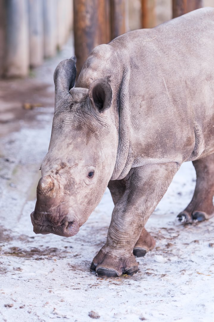 Young Rhino in the snow at Schwerin