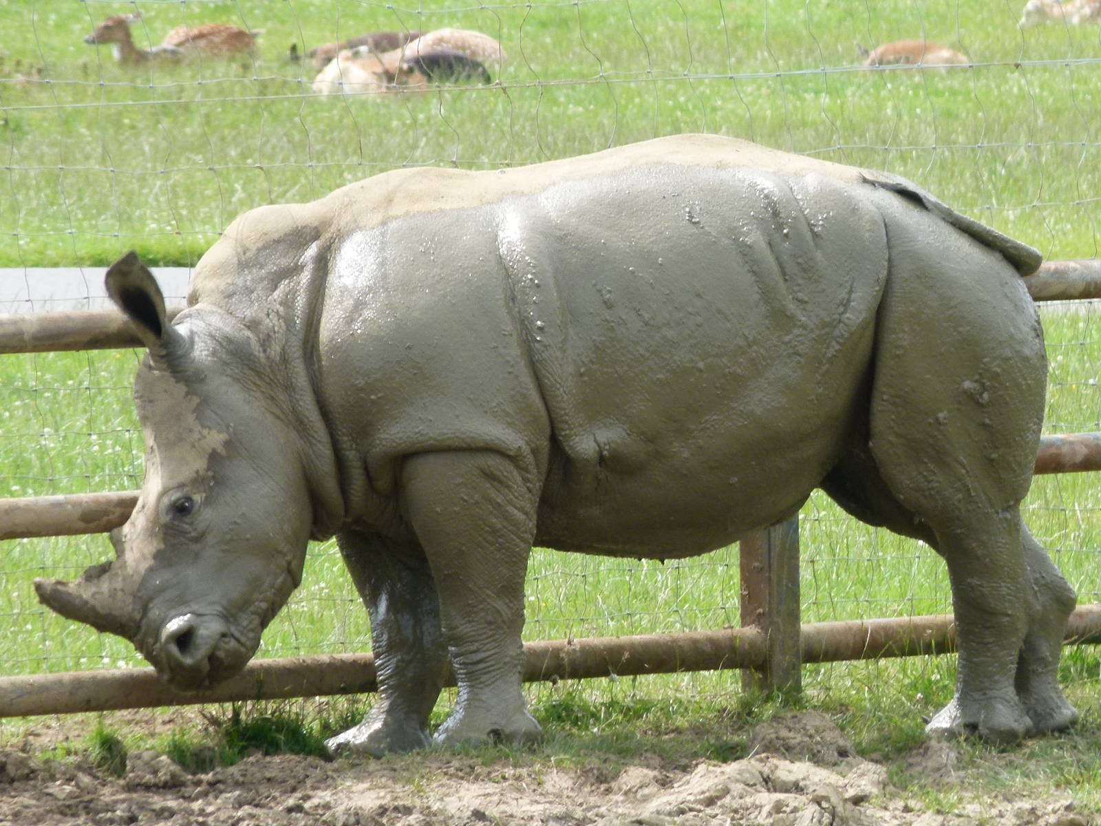 Young Rhino
