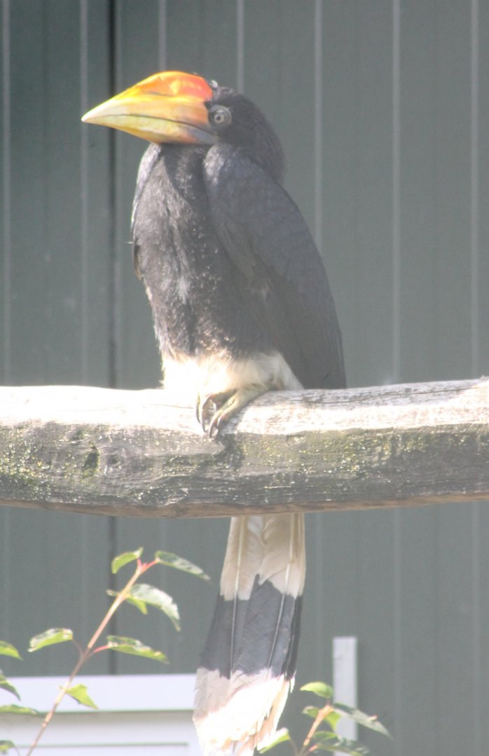 Young Rhinoceros hornbill