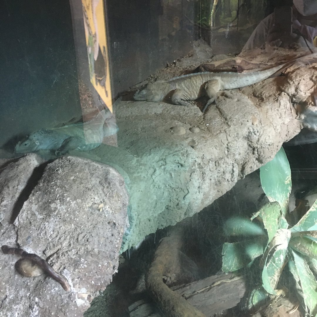 Young Rhinoceros Iguanas