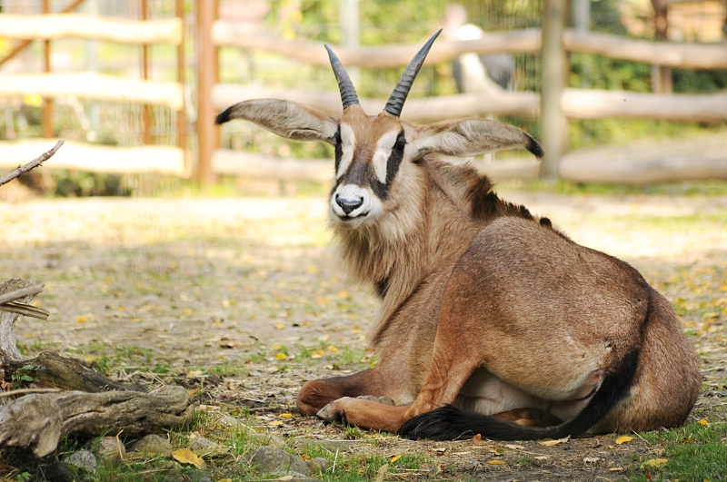 Young roan antelope at Dortmund