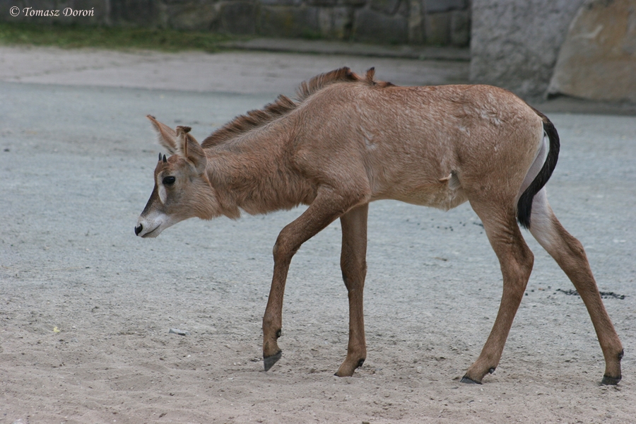 Young Roan Antelope (Hippotragus equinus)