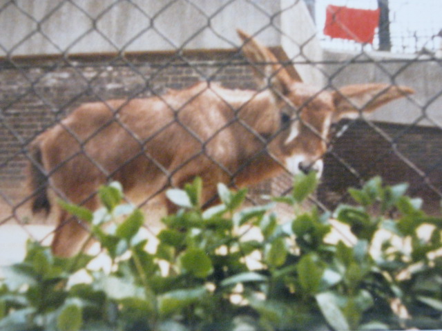 Young Roan calf. 1990