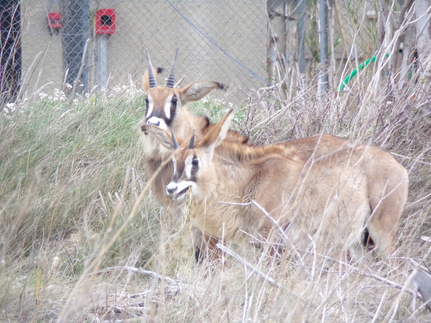 Young Roans - Réserve Africaine de Sigean (2024)