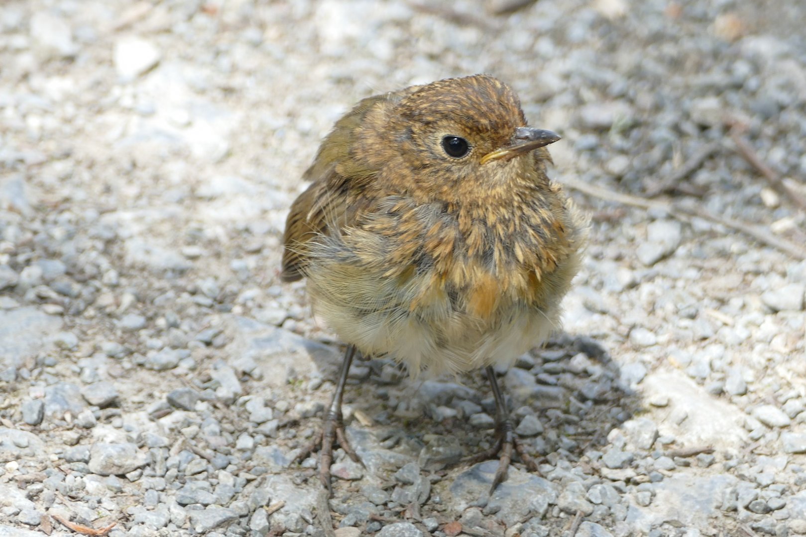 Young Robin, July 2019