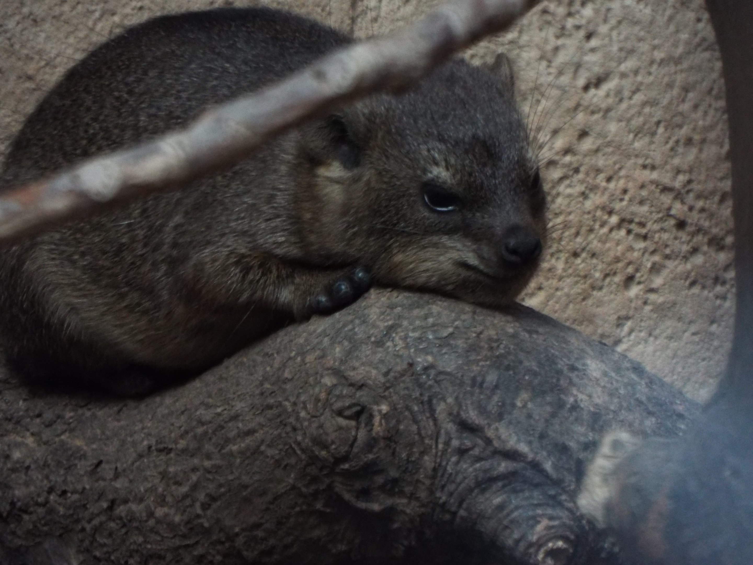 Young Rock Hyrax, Chester Zoo