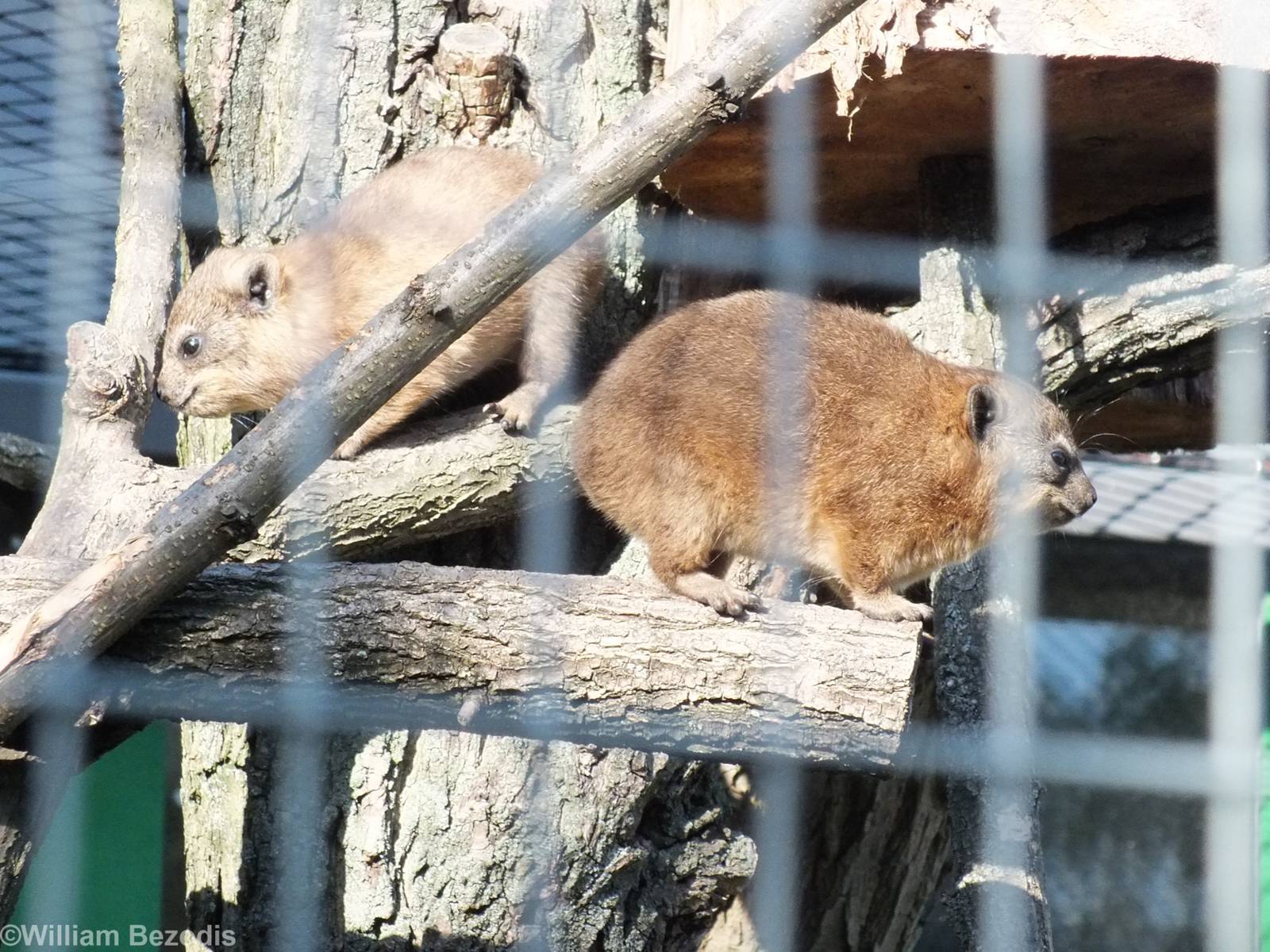 Young Rock Hyraxes