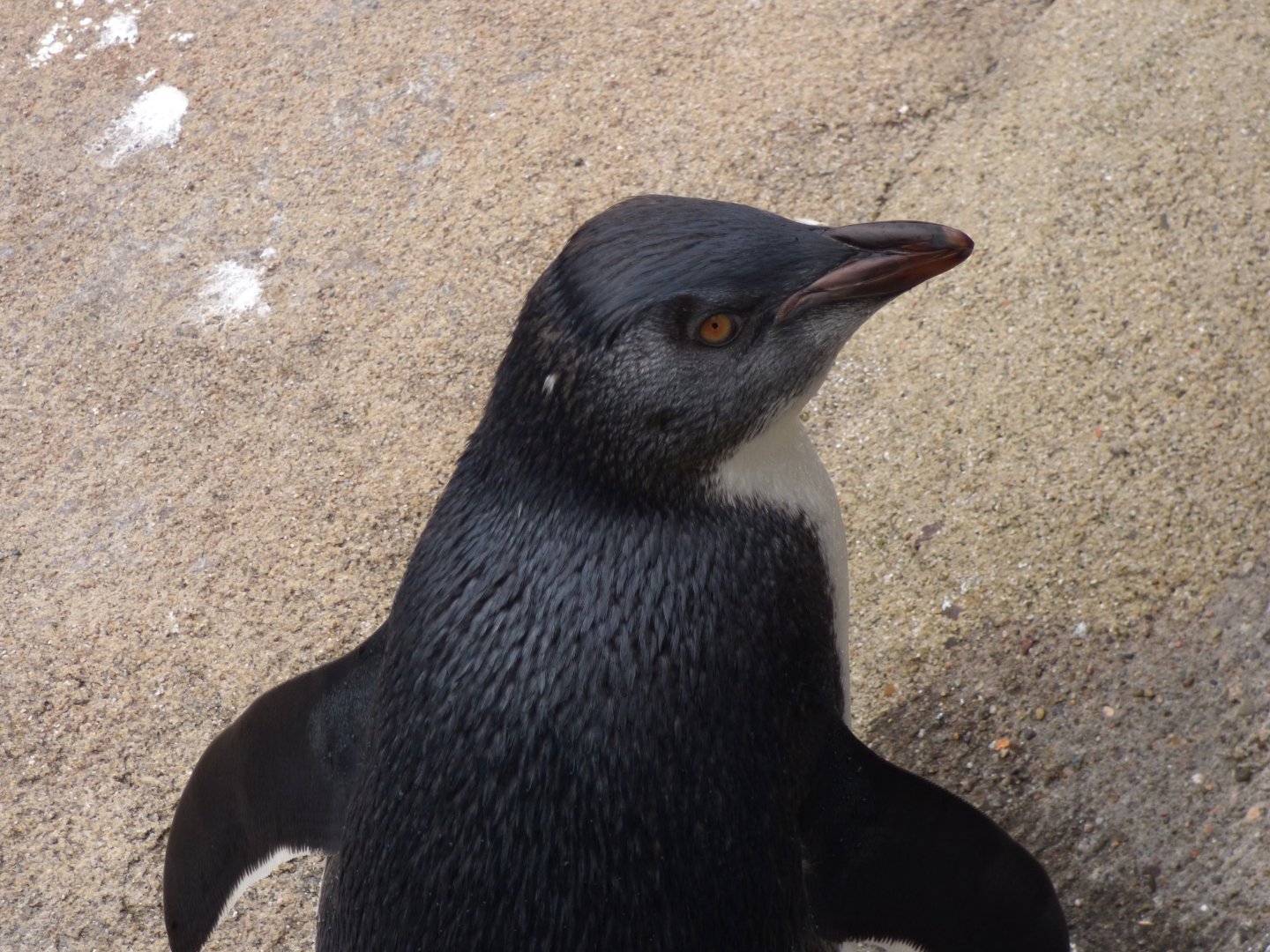 Young Rockhopper