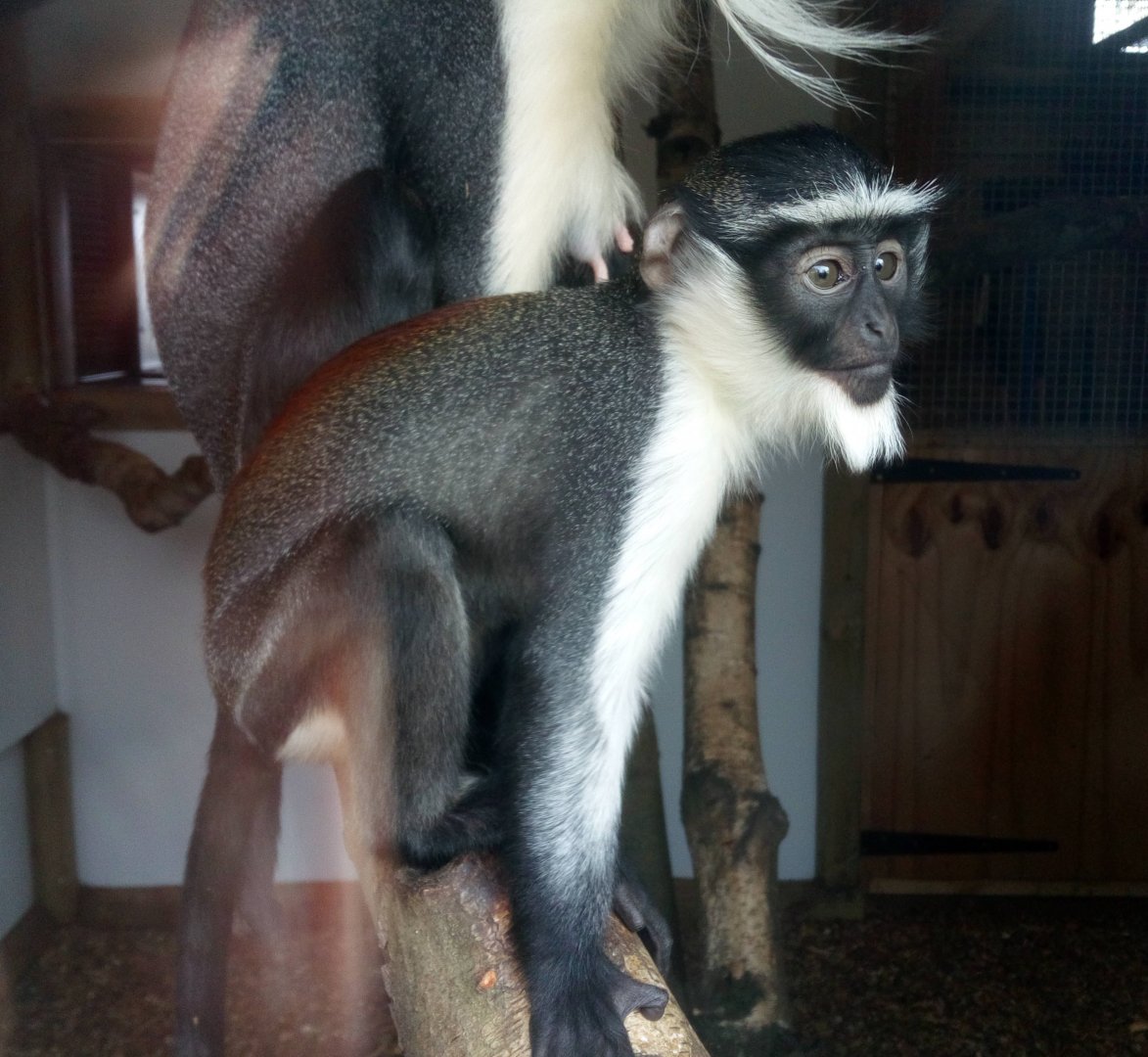 Young Roloway Monkey 15/3/22