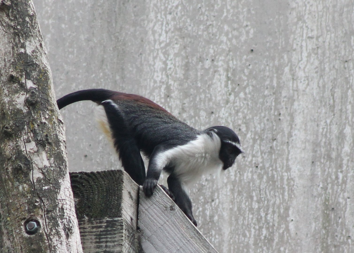 Young Roloway monkey