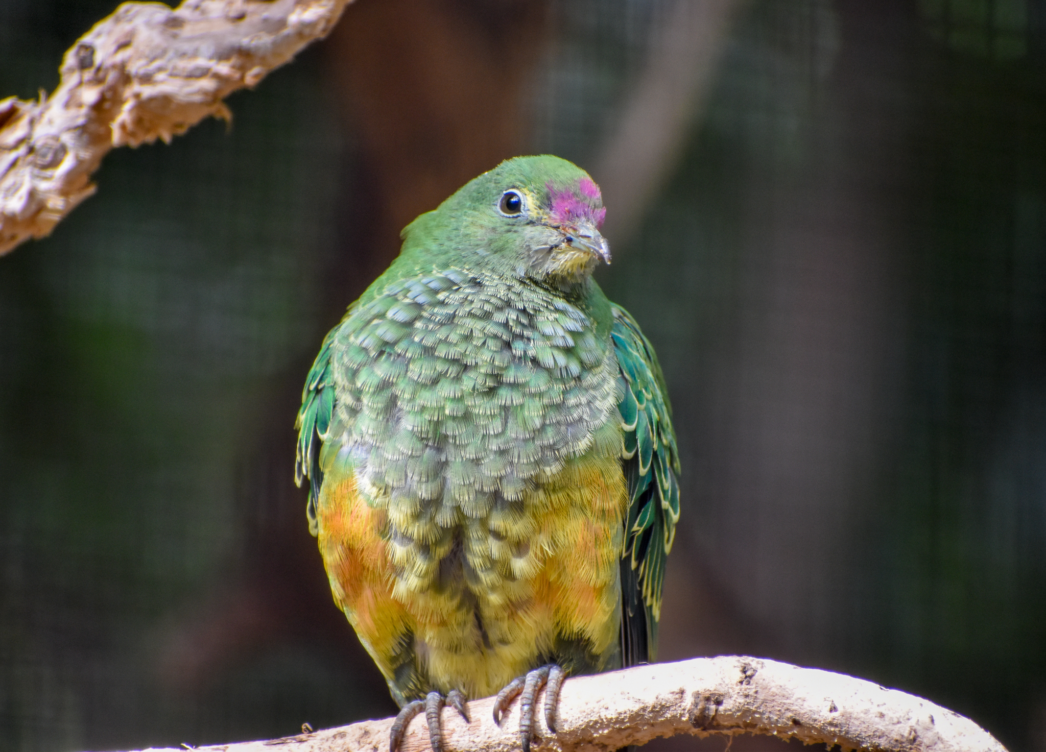 Young Rose-crowned Fruit-Dove