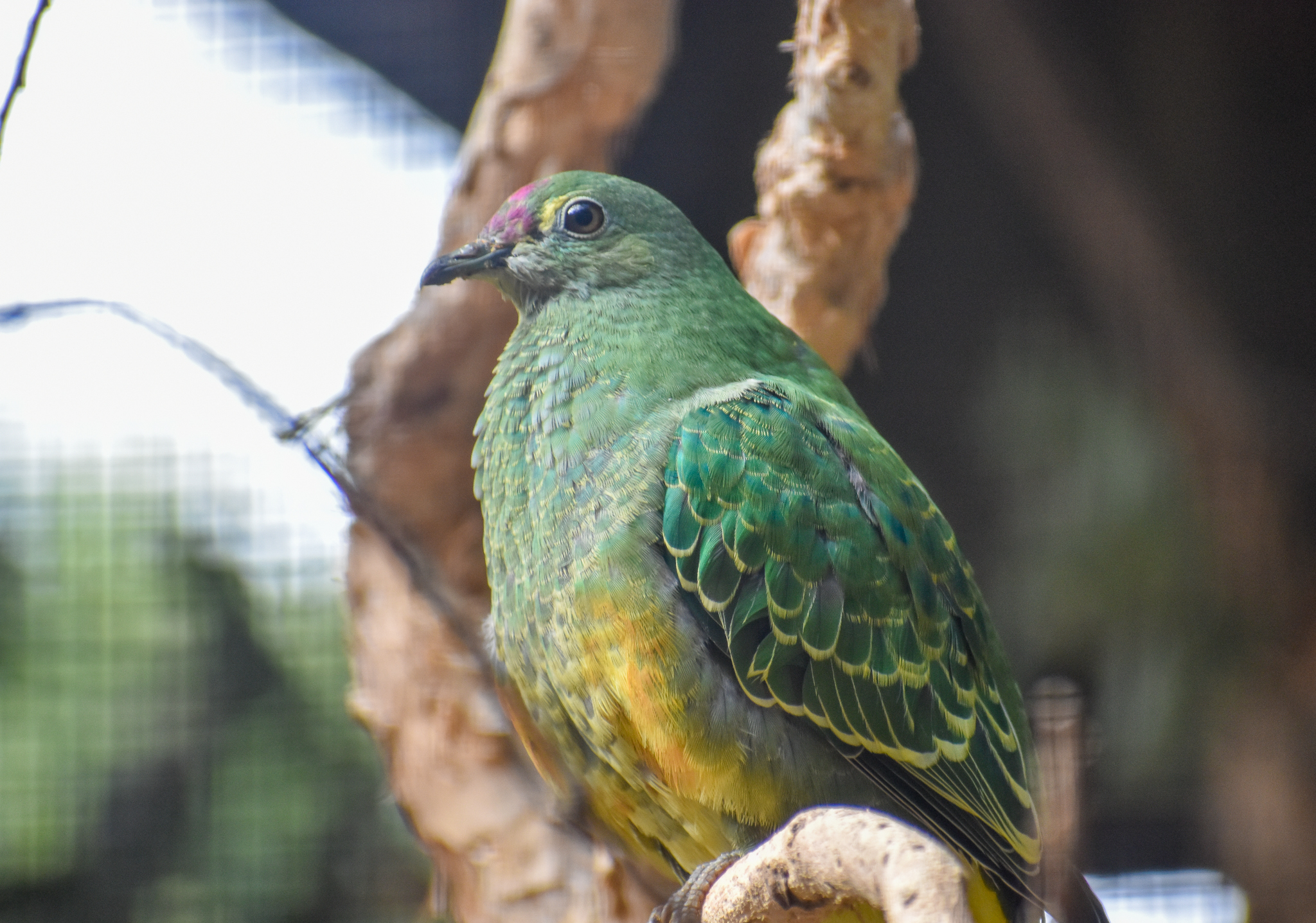 Young Rose-crowned Fruit-Dove