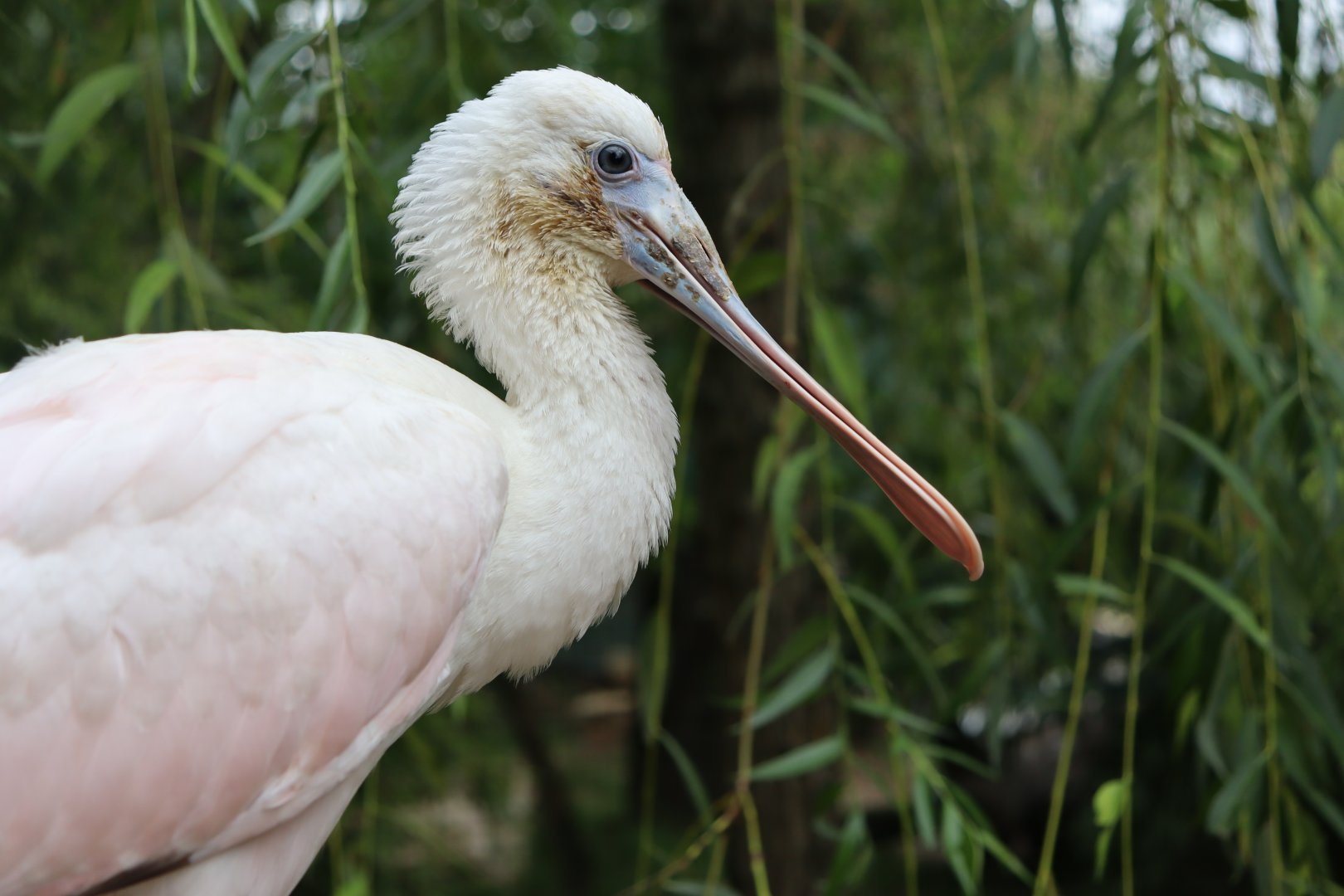 Young roseate spoonbill