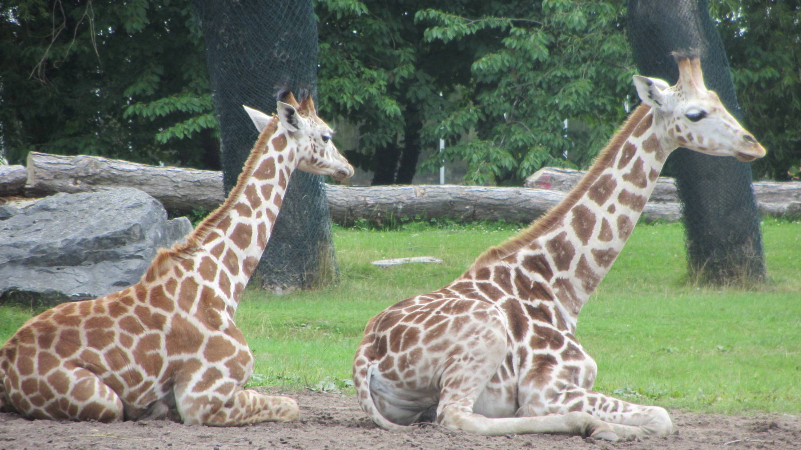 Young Rothschild Giraffes