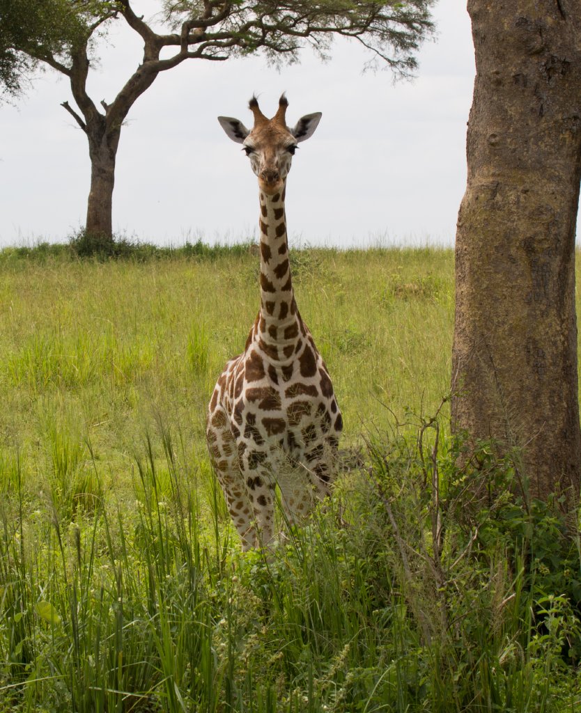 Young Rothschilds Giraffe