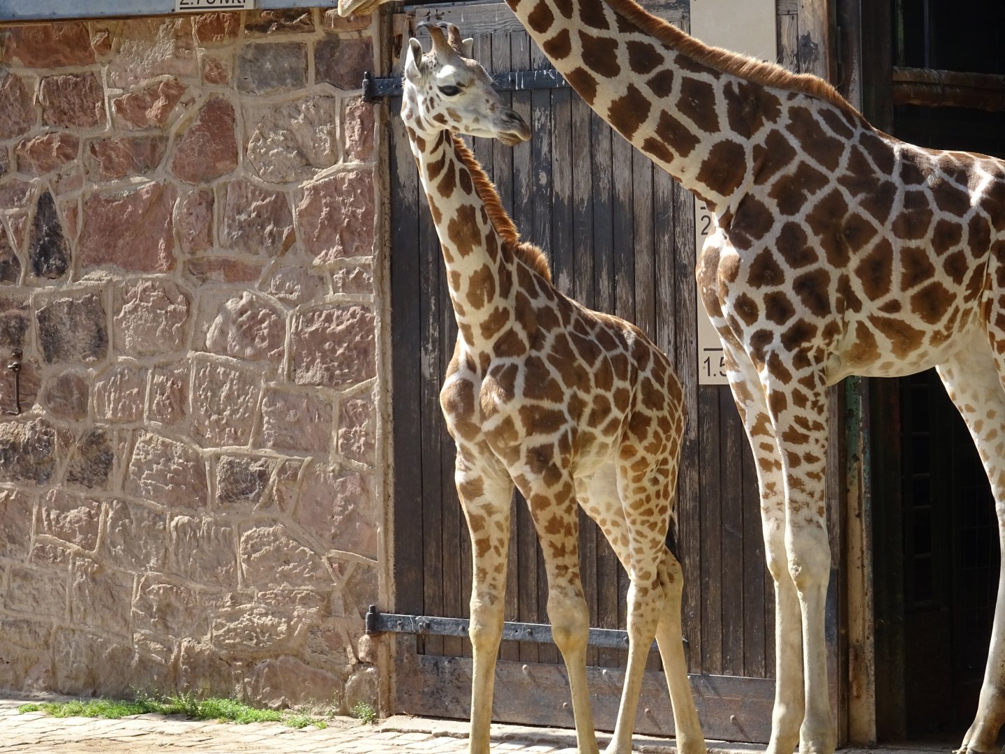 Young Rothschild's Giraffe