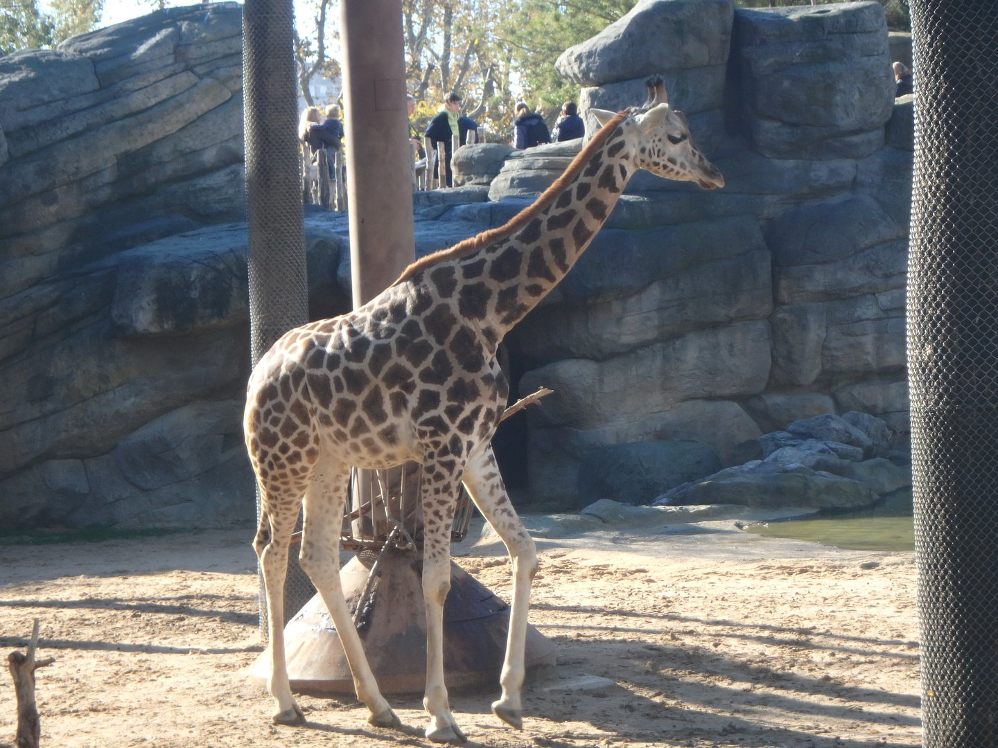 Young Rothschild's giraffe