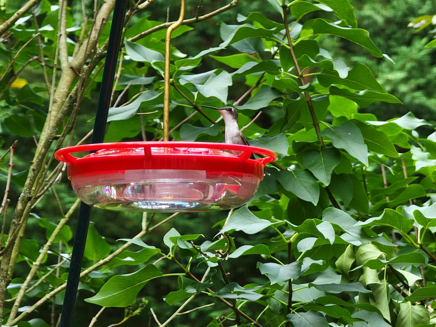 Young Ruby-throated Hummingbird, wild, central Delaware