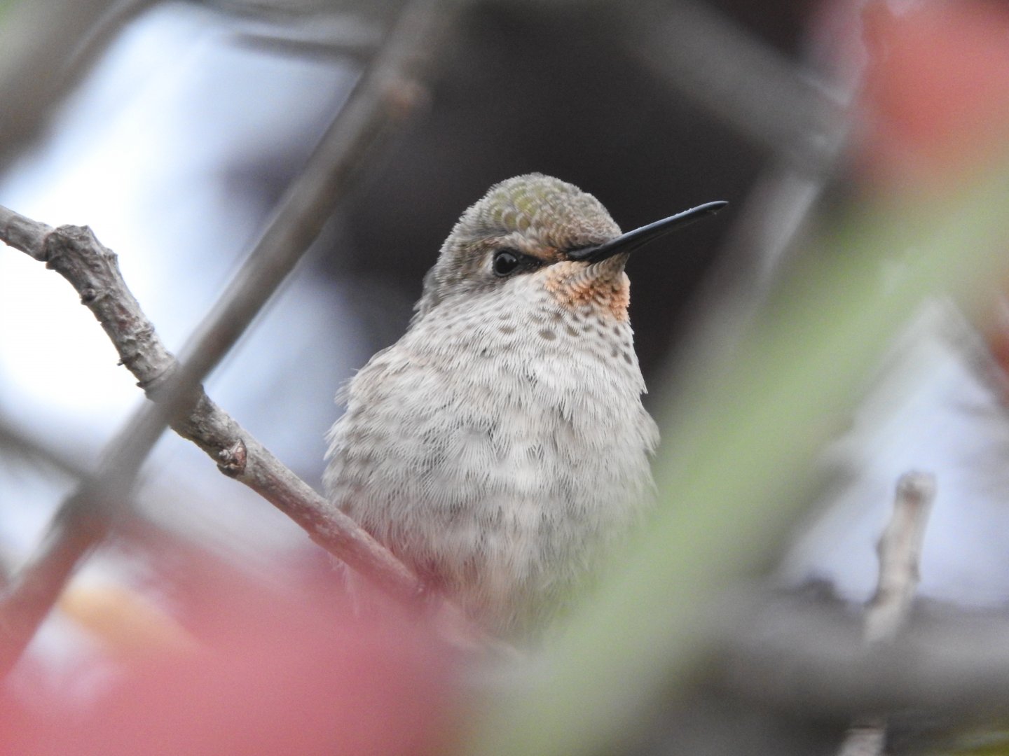 Young Rufous Hummingbird