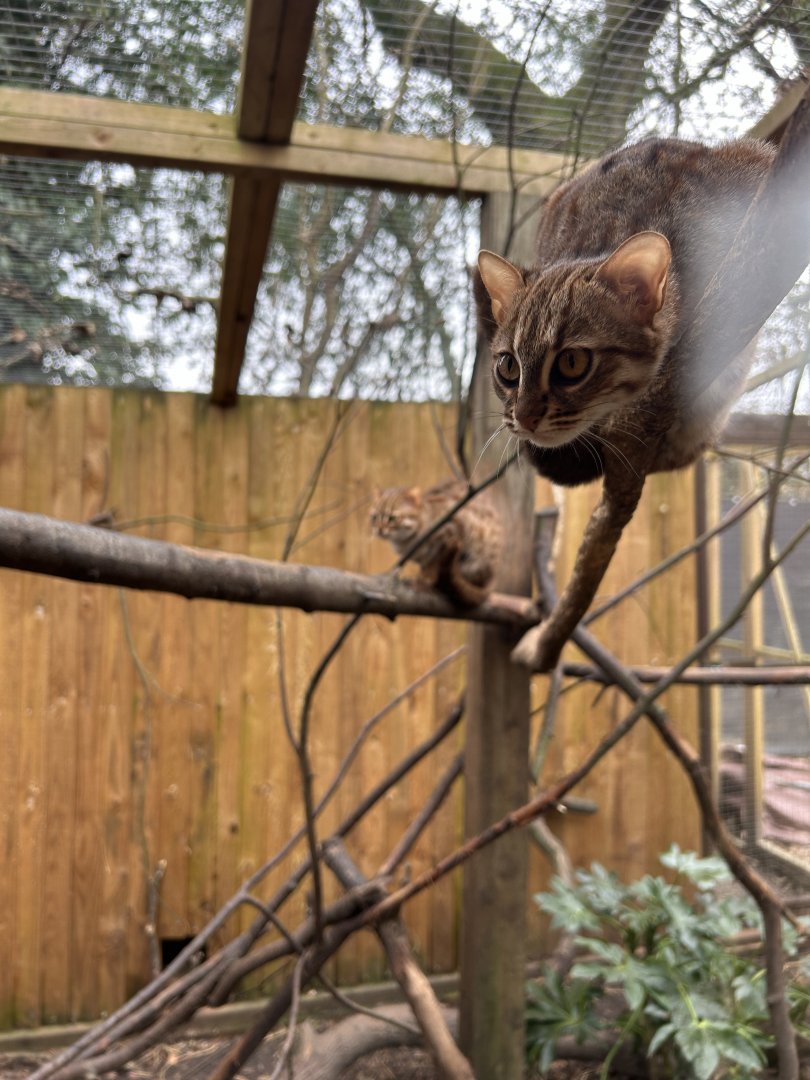 Young Rusty-spotted Cats (Prionailurus rubiginosus)