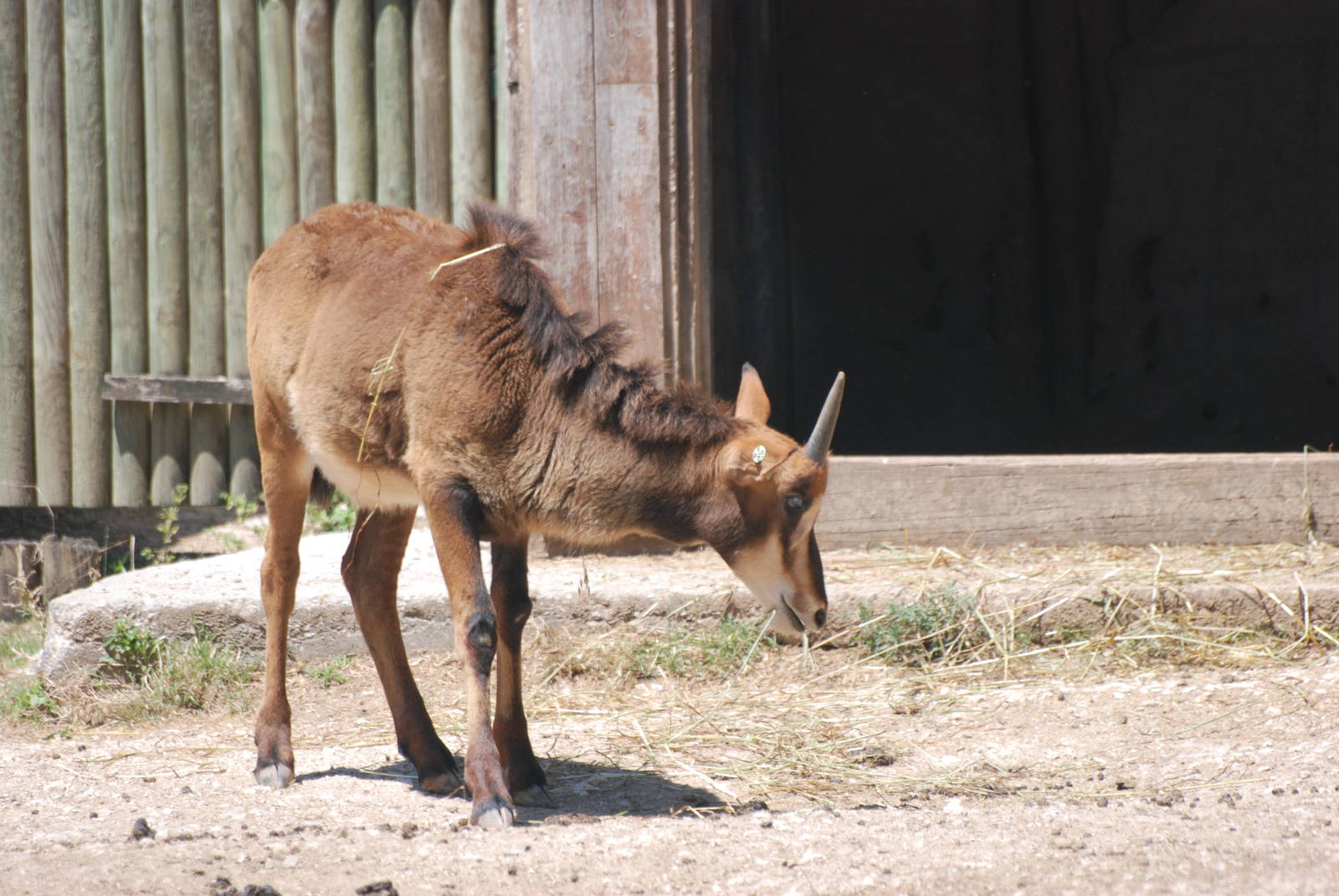 Young Sable Antelope at Lisbon Zoo, 24/05/11