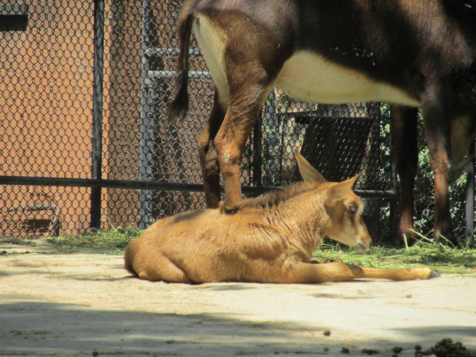 young sable antelope chapultepec zoo