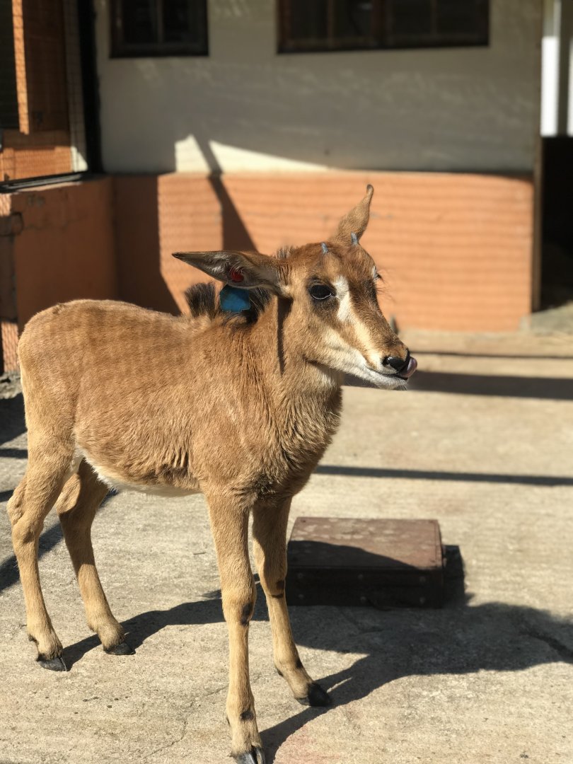 Young Sable Antelope (Hippotragus niger)